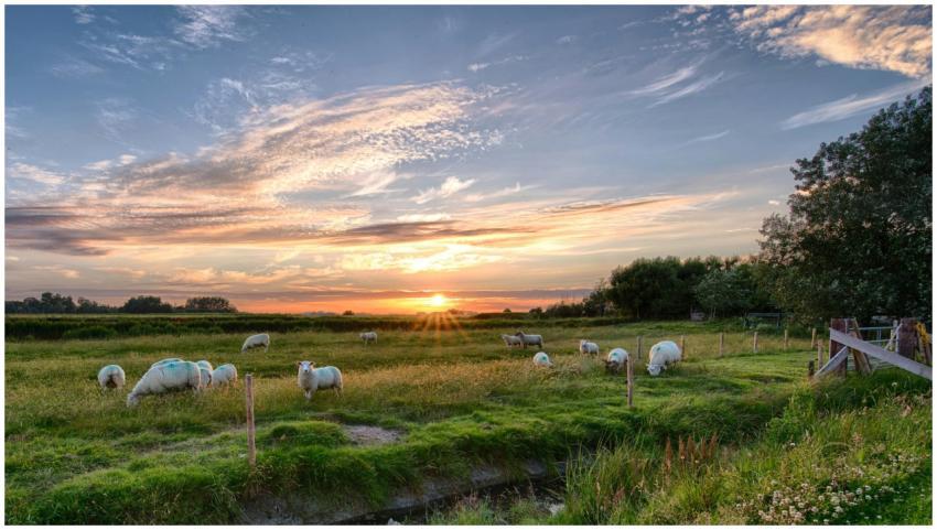 A peaceful landscape with sheep grazing in a lush