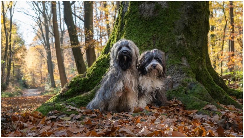 Adorable Dogs Resting Tree