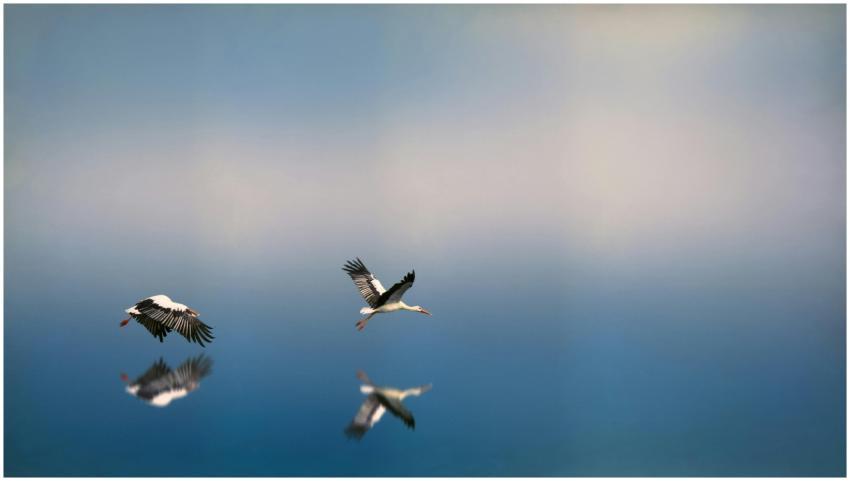 Seagulls flying over a reflective blue water surfa
