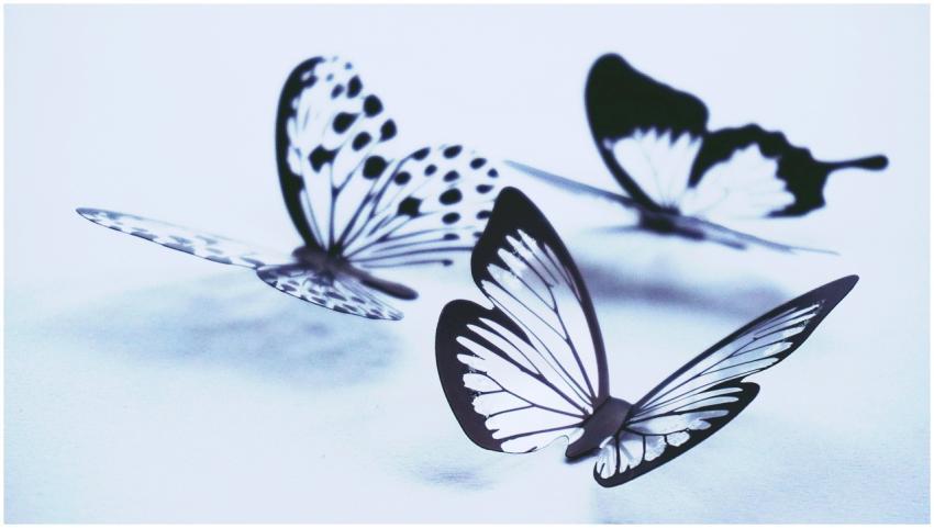 Artistic display of monochrome butterflies with de