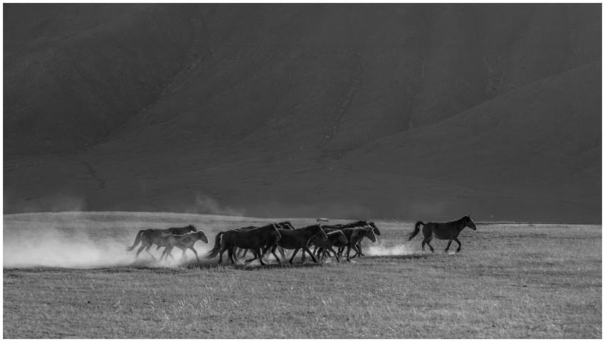 Black and white photo of wild horses galloping on