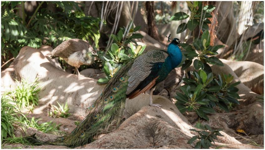 A colorful peacock displaying its feathers in a lu