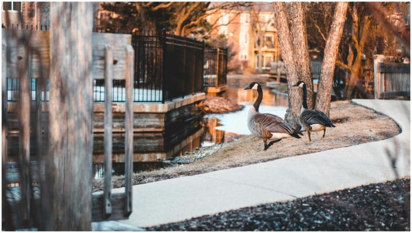 Two ducks walking beside a pond in a Chicago park