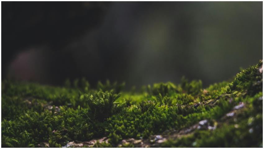 Detailed close-up of vibrant green moss on tree ba