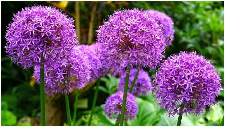 A close-up view of vibrant purple Allium flowers b