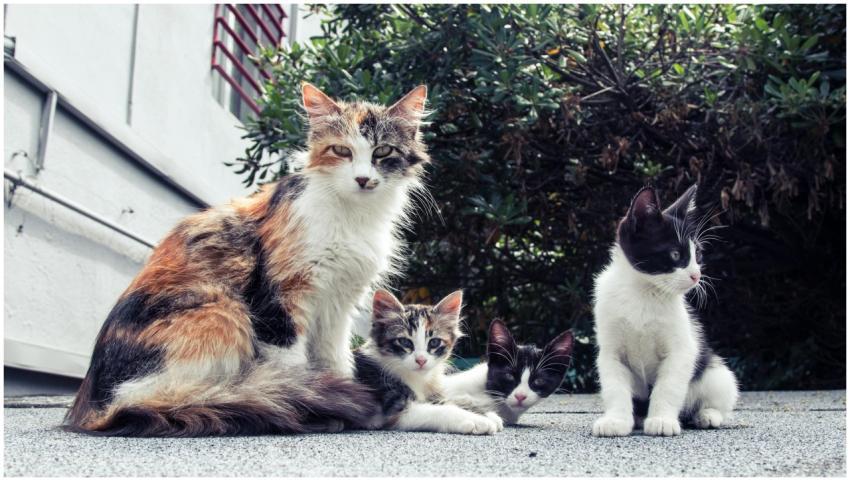 A family of adorable cats lounging outside on a su