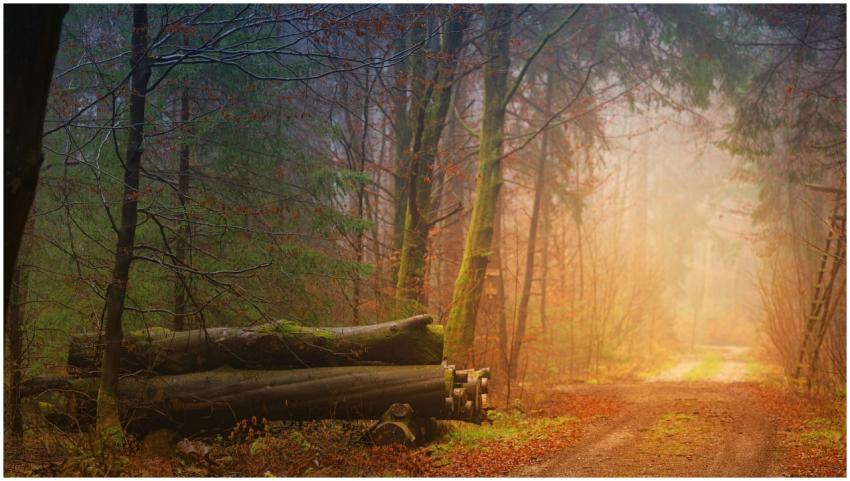 A serene foggy forest path with fallen logs and vi