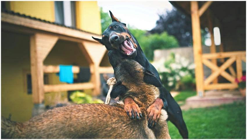 Doberman and Belgian Malinois playfully wrestling