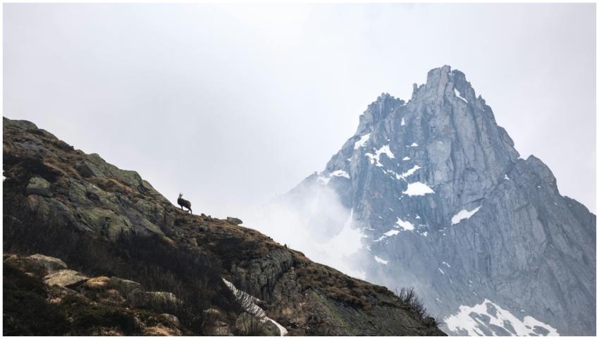 A lone mountain goat stands on a rocky slope with