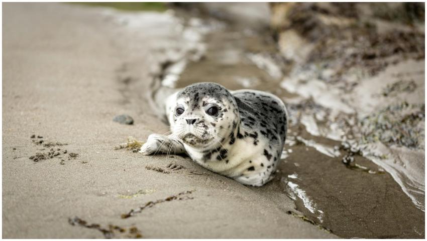 Cute baby seal lying on the sandy beach in Oregon,