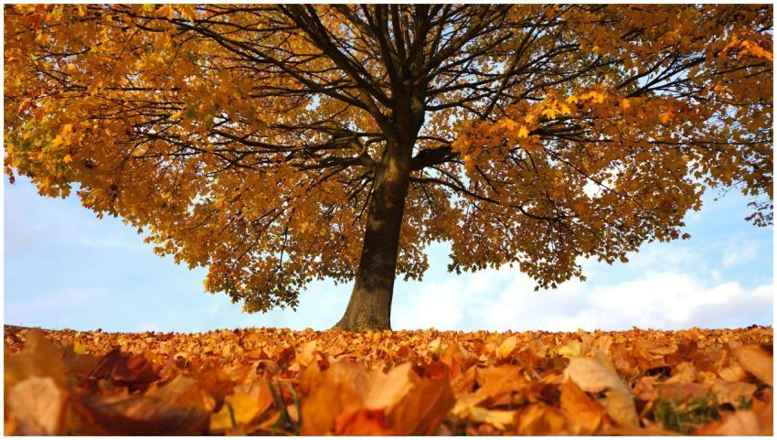 A stunning view of a lone tree with vibrant autumn