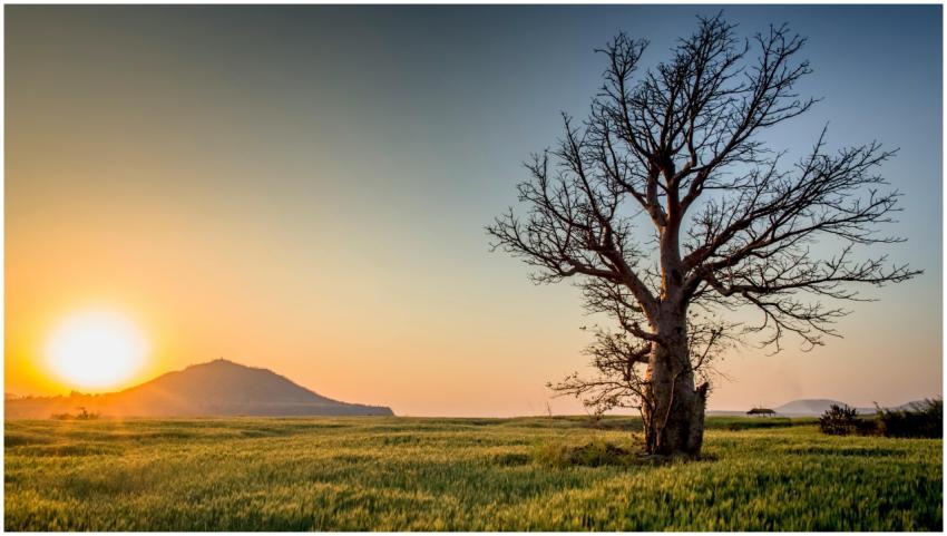 Serene sunset view of a lone tree in a lush field
