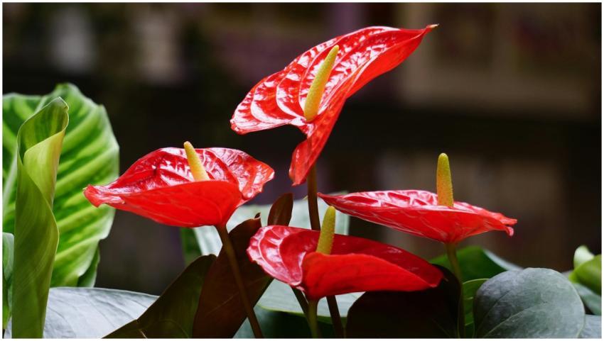 Close-up of vibrant red anthurium flowers with glo