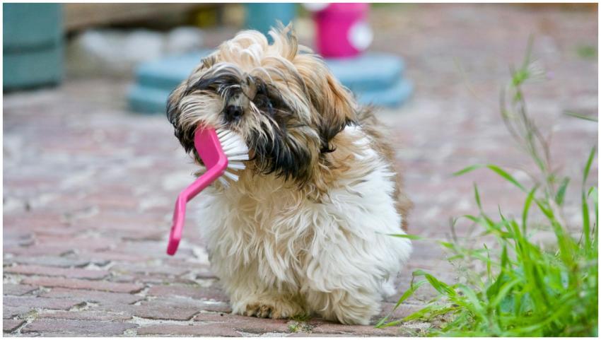 An adorable Shih Tzu puppy playing with a brush on