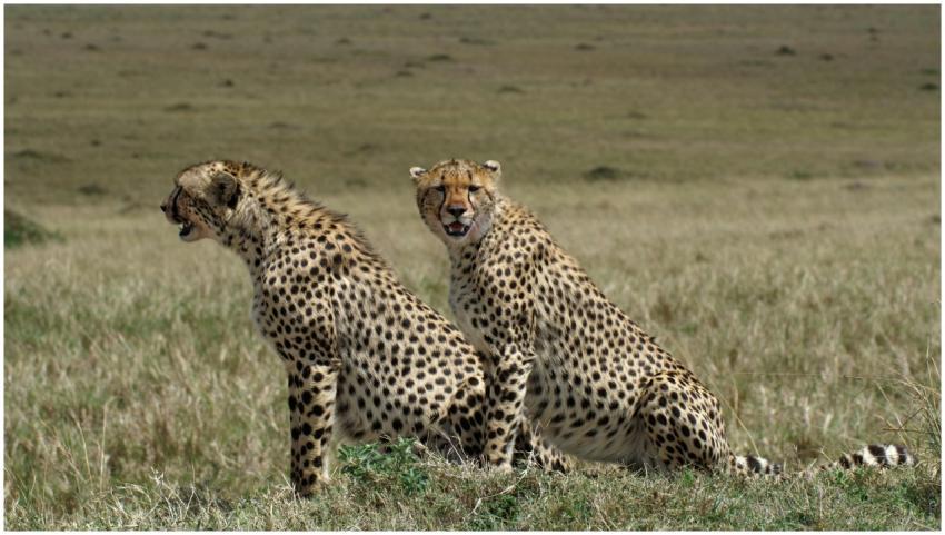 Two cheetahs resting in the open Kenyan savannah,