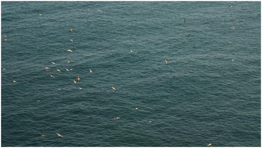 Seagulls gracefully flying over the ocean in Porti