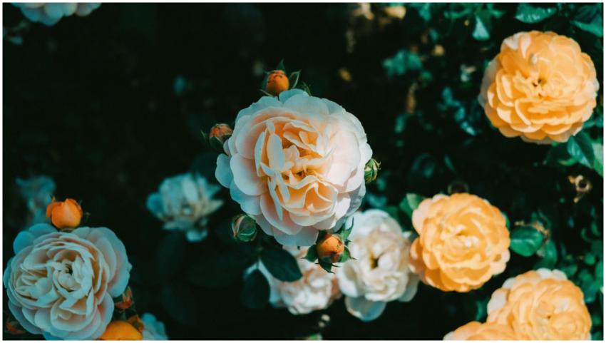 A beautiful top view of yellow roses in full bloom