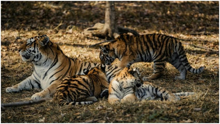 A stunning scene of a tiger mother enjoying outdoo
