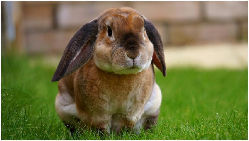 Close-up of a brown rabbit sitting on green grass,