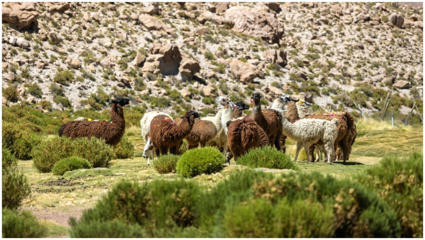 A group of llamas grazing amidst the rocky terrain
