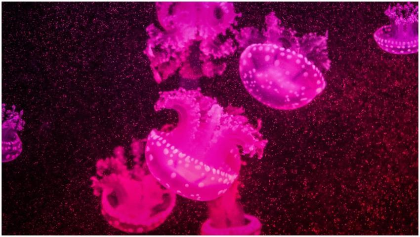 Vibrant pink jellyfish illuminated in an aquarium,