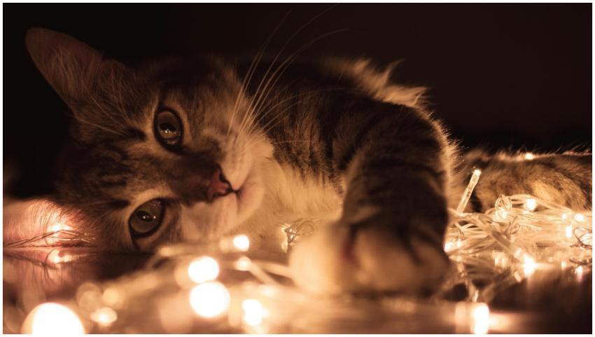 Cute kitten playing with warm glowing string light