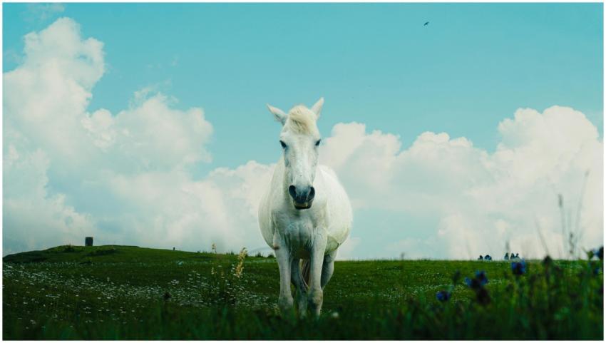 A stunning white horse standing in a vibrant green