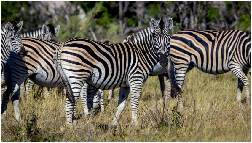 Plains zebras grazing in the African savanna, show