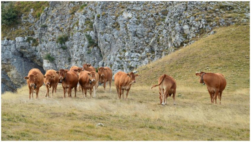 A herd of brown cattle grazing on a hillside in Bo