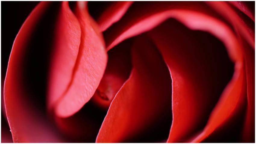 A beautiful close-up of vibrant red rose petals, c