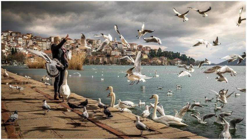 Peaceful lakeside scene with birds, woman feeding