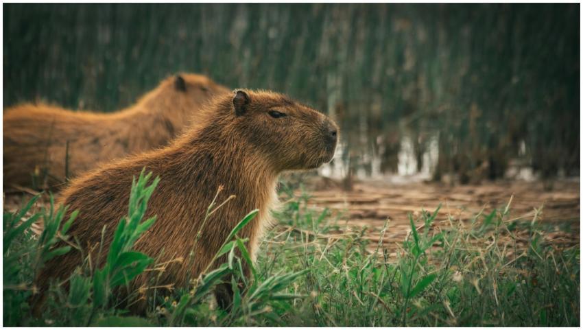 Capybaras resting in lush grass near wetlands in M