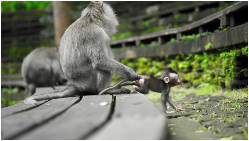 A mother macaque holds onto her baby on a wooden p