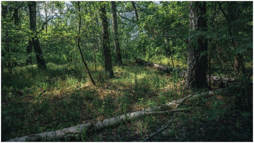 Tranquil forest scene with sunlight filtering thro