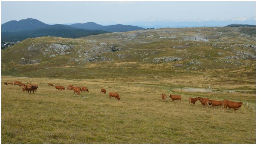 Herd of cows grazing on a hillside in scenic Bouva