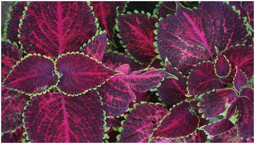 Close-up of colorful Coleus leaves showcasing vibr