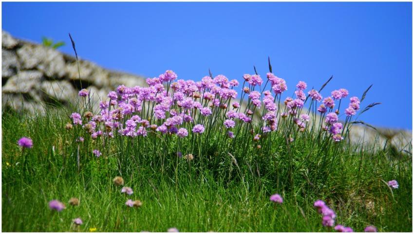 Beautiful pink flowers blooming in a lush green fi