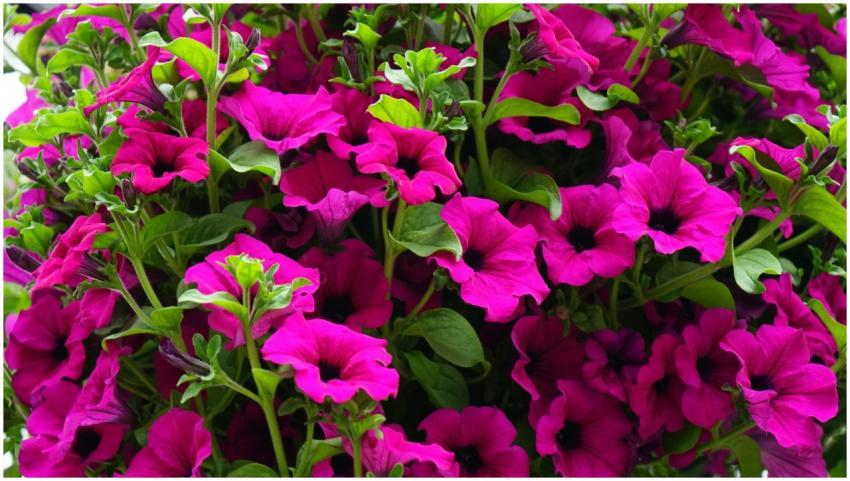 Lush and vibrant pink petunias beautifully bloomin