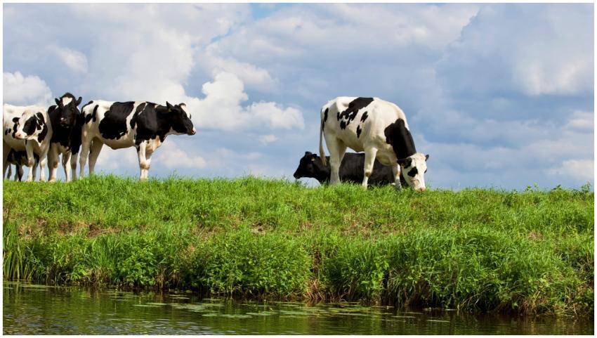 Holstein cows grazing on lush green pasture in Har