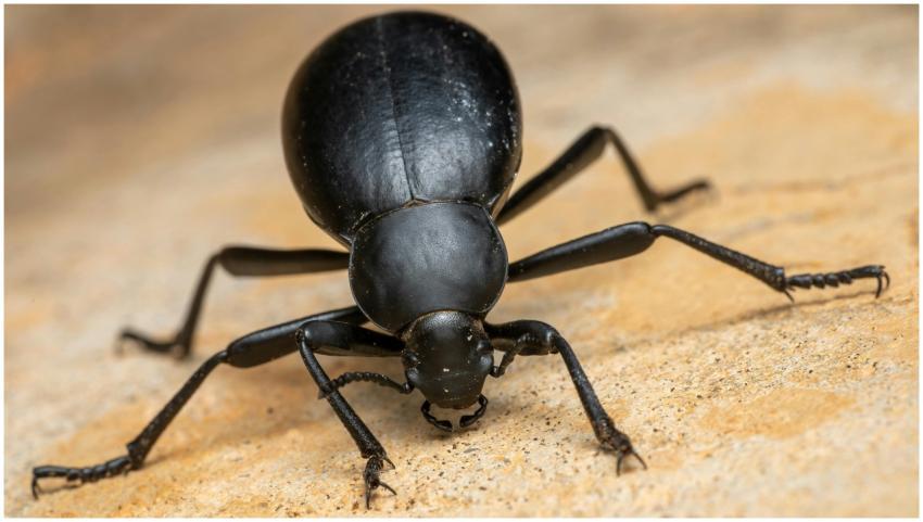 Close-up image of a large black beetle on textured