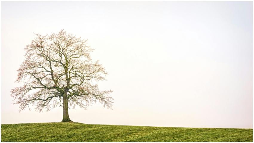 Solitary tree on a grassy hill against a bright sk