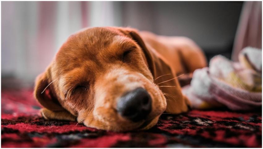 Close-up of a cute puppy sleeping peacefully on a