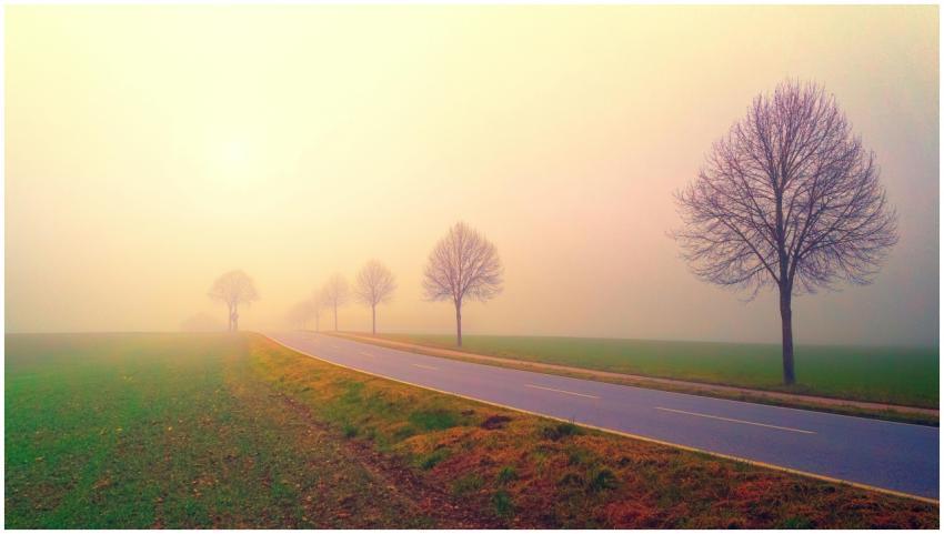 Serene foggy road lined with bare trees creating a