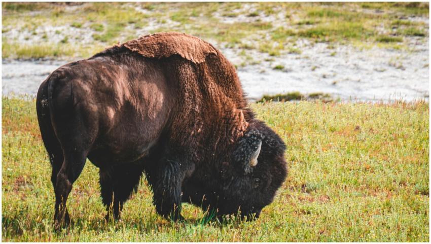 Close-up of a bison grazing in a rural pasture, ca