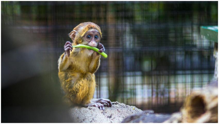 Cute baby monkey enjoying a vegetable snack, showc