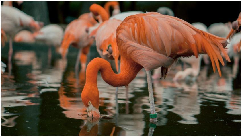 A group of flamingos gracefully feeding in calm wa