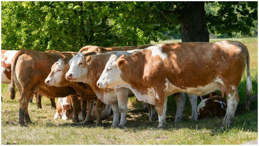 A group of cows relaxing under a tree in Geesthach