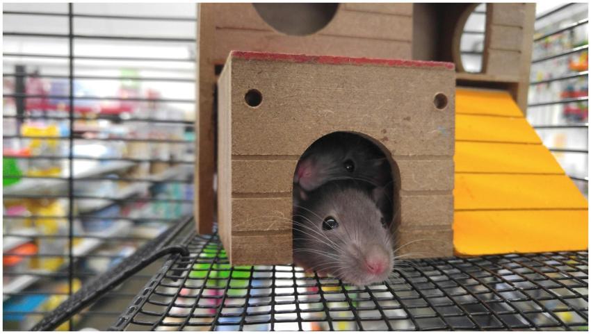 Cute pet rats peeking from a wooden house in a cag
