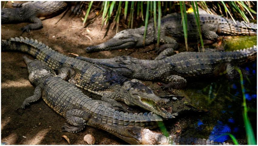 Group Crocodiles Sunbathing Natural