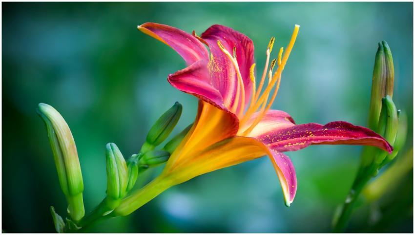 A stunning close-up of a vibrant daylily in bloom,